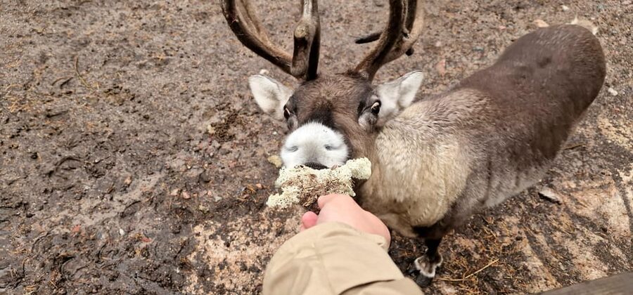 PRIVATE Reindeer Park Adventure by VIP Car - What the private format really adds