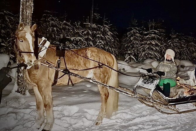 Private Sleigh Ride with Finnhorse - Who will enjoy this Rovaniemi activity?