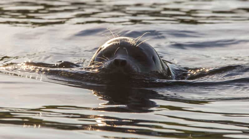 Puumala: Lake Saimaa Seal Watching Cruise - Why this boat trip feels different