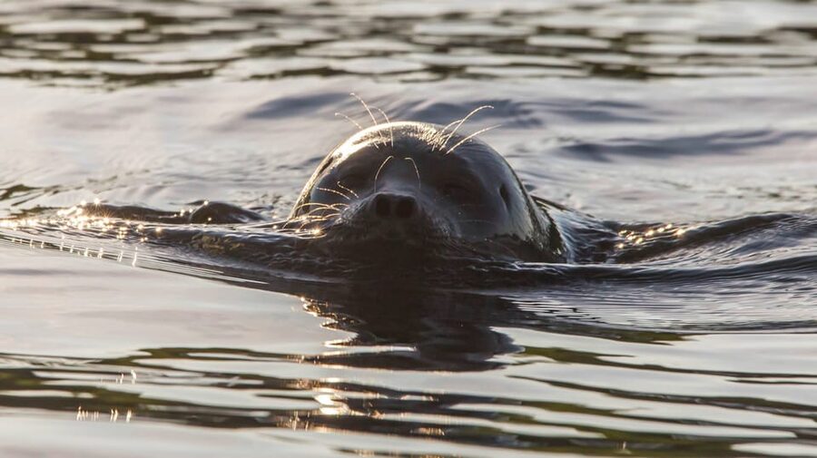 Puumala: Lake Saimaa Seal Watching Cruise - Cruising through the Puumala archipelago