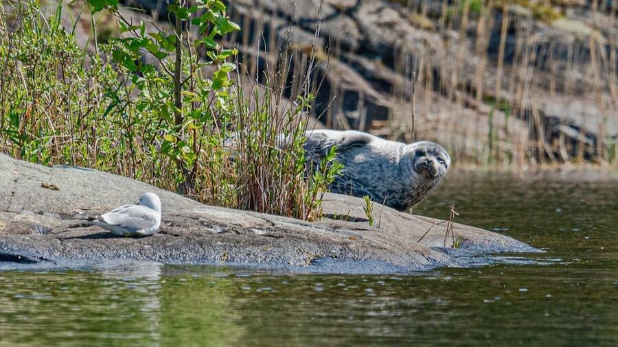 Puumala: Lake Saimaa Seal Watching Cruise - What the three-hour itinerary is really like