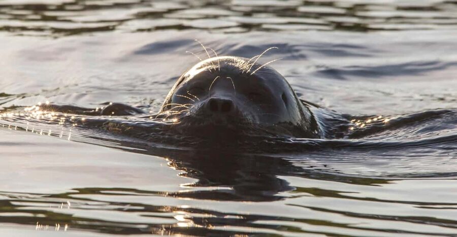 Puumala: Lake Saimaa Seal Watching Cruise - Who will enjoy this experience most