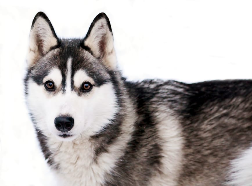 Pyhätunturi: Husky Safari including Farm Visit - Key points to know before booking