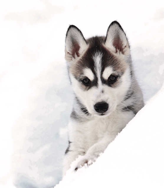 Pyhätunturi: Husky Safari including Farm Visit - A short ride with real mushing duties