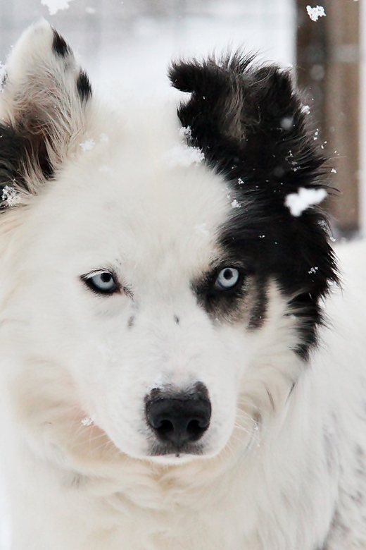 Pyhätunturi: Husky Safari including Farm Visit - Who will enjoy this husky safari?