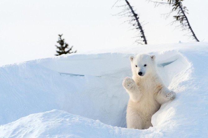 Ranua Wildlife Park Day: Visit the Arctic Animals - Key Points Before You Book