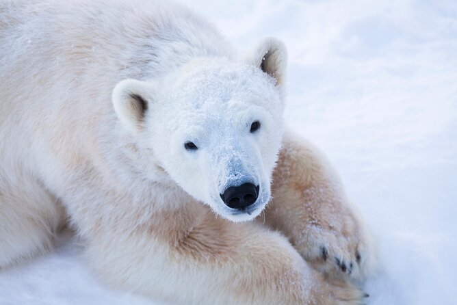 Ranua Wildlife Park Day: Visit the Arctic Animals - Why Ranua Wildlife Park Makes a Good Day Trip