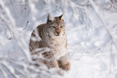 Ranua Wildlife Park Day: Visit the Arctic Animals