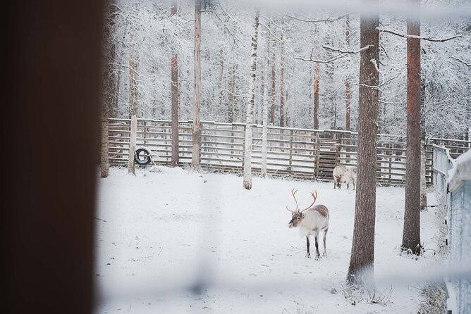 Ranua Wildlife Park Day: Visit the Arctic Animals - The Animals You May See