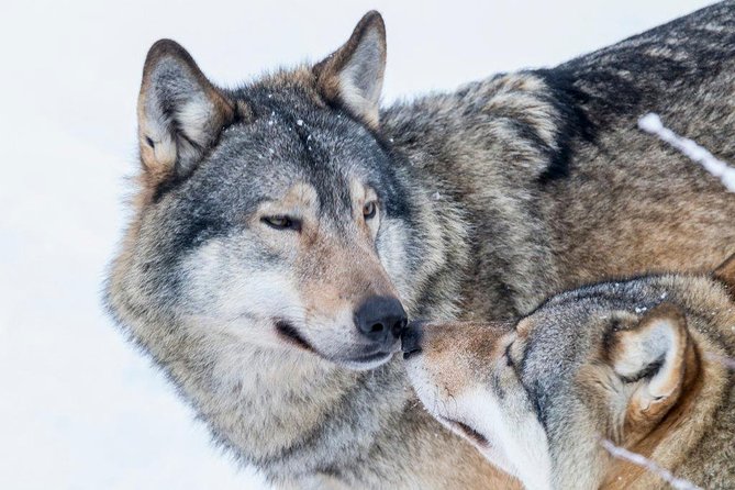 Ranua Wildlife Park Day: Visit the Arctic Animals - What the Guides Add