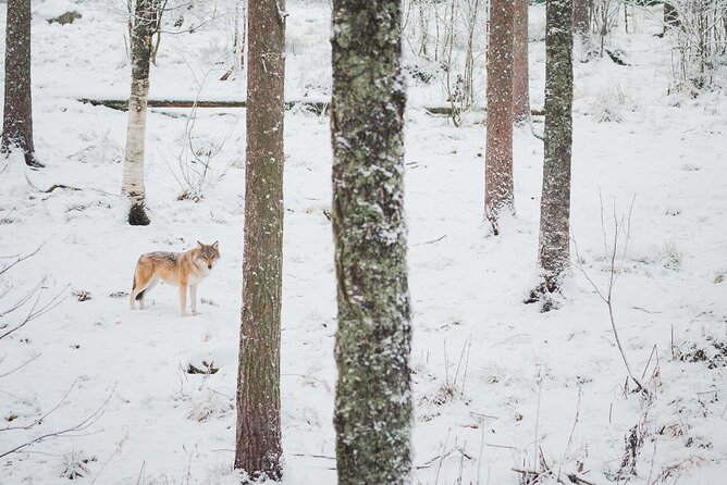Ranua Wildlife Park Day: Visit the Arctic Animals - Lunch, Snacks, and Shopping