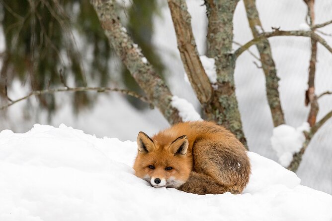 Ranua Wildlife Park Day: Visit the Arctic Animals - Who Should Book This Experience?