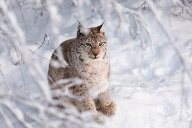 Ranua Wildlife Park Day: Visit the Arctic Animals - Getting From Rovaniemi to Ranua