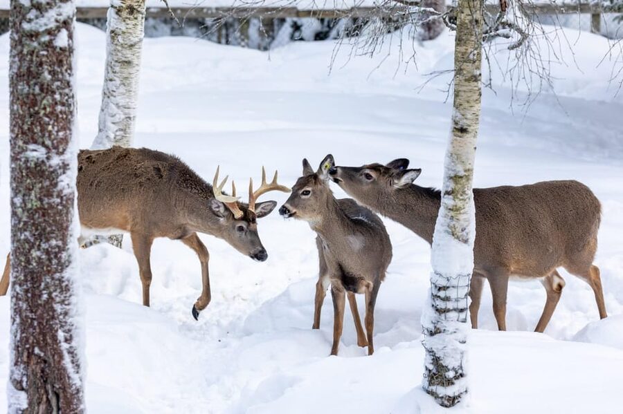 Ranua: Wildlife Park Entrance Ticket - Key things to know before you go