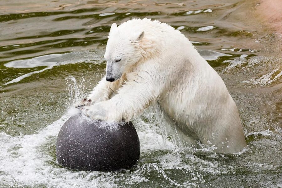 Ranua: Wildlife Park Entrance Ticket - What the $31 ticket is really buying