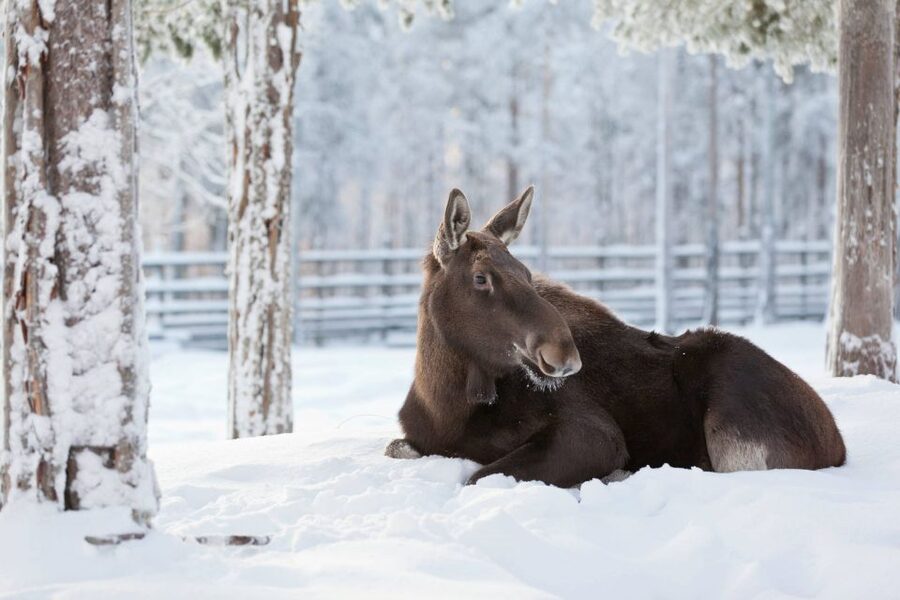 Ranua: Wildlife Park Experience with Buffet Lunch - Arctic birds, bears, and the chance factor