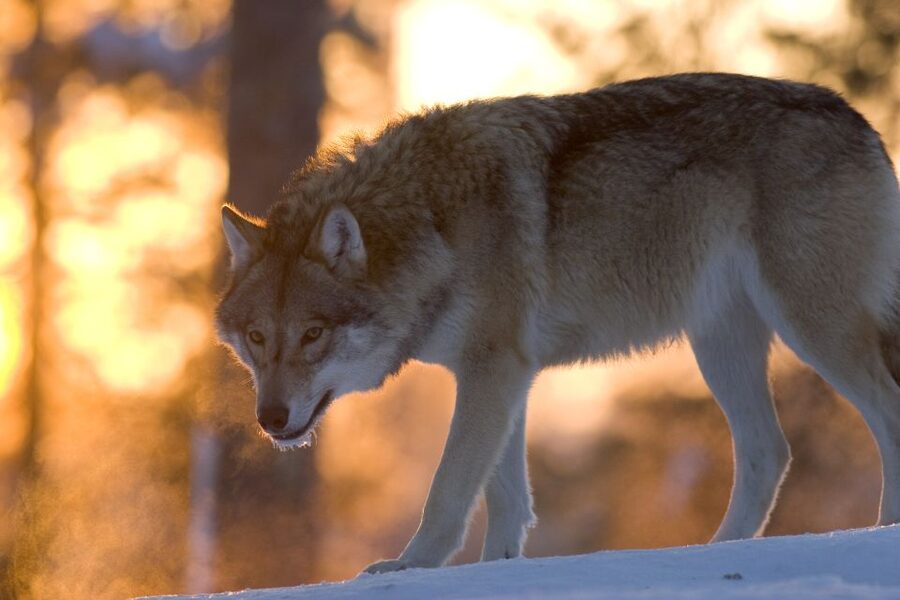 Ranua Wildlife Park Guided Tour from Rovaniemi - Key points at a glance