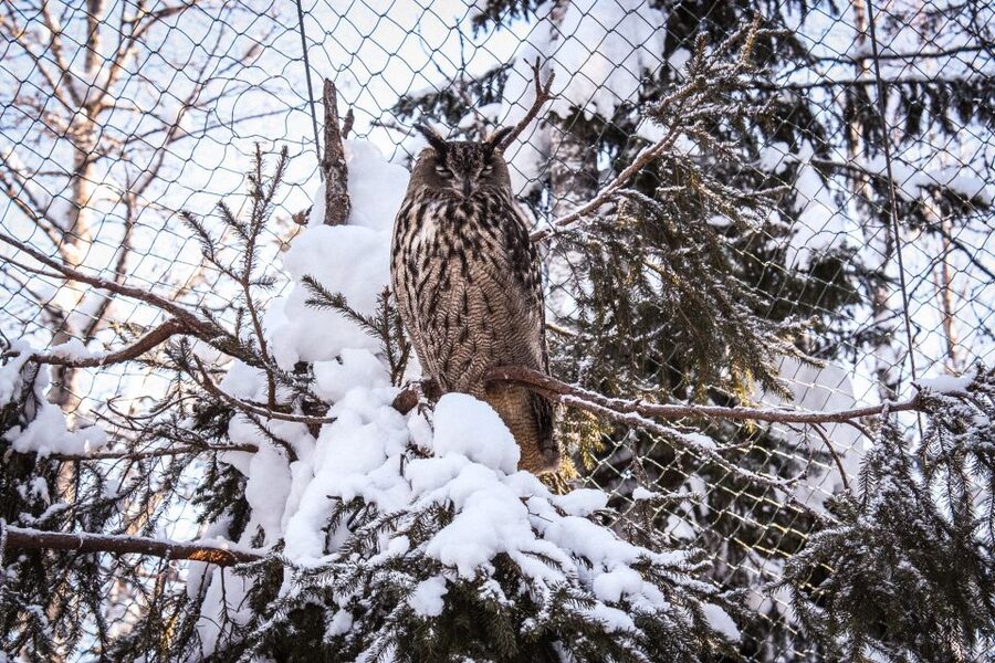 Ranua Wildlife Park Guided Tour from Rovaniemi - Practical advice for a better visit