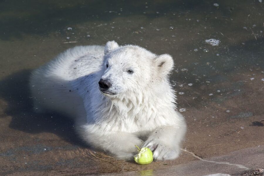 Ranua Wildlife Park Guided Tour from Rovaniemi - Why Ranua makes a good half-day from Rovaniemi