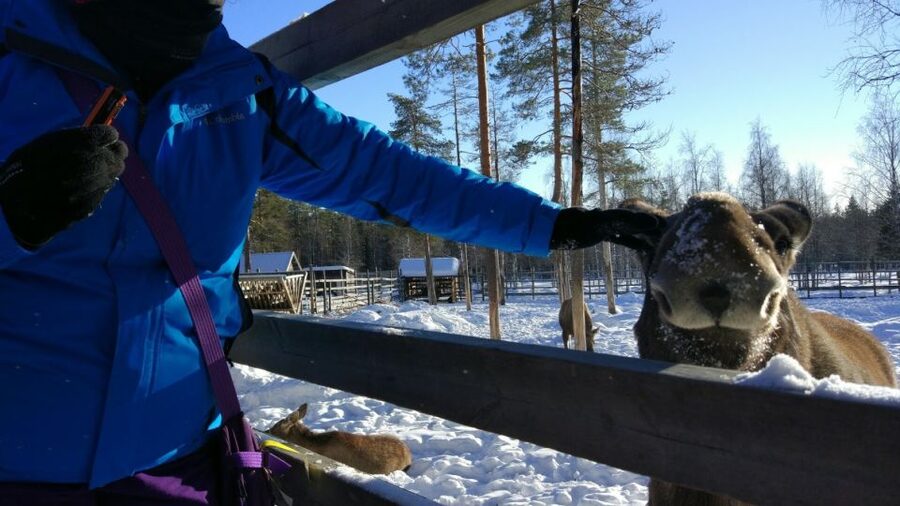 Ranua Wildlife Park Guided Tour from Rovaniemi - The polar bears are the main event