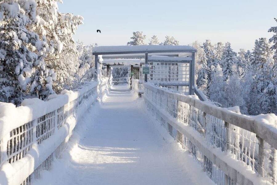 Ranua Wildlife Park Guided Tour from Rovaniemi - Walking through Ranua Wildlife Park