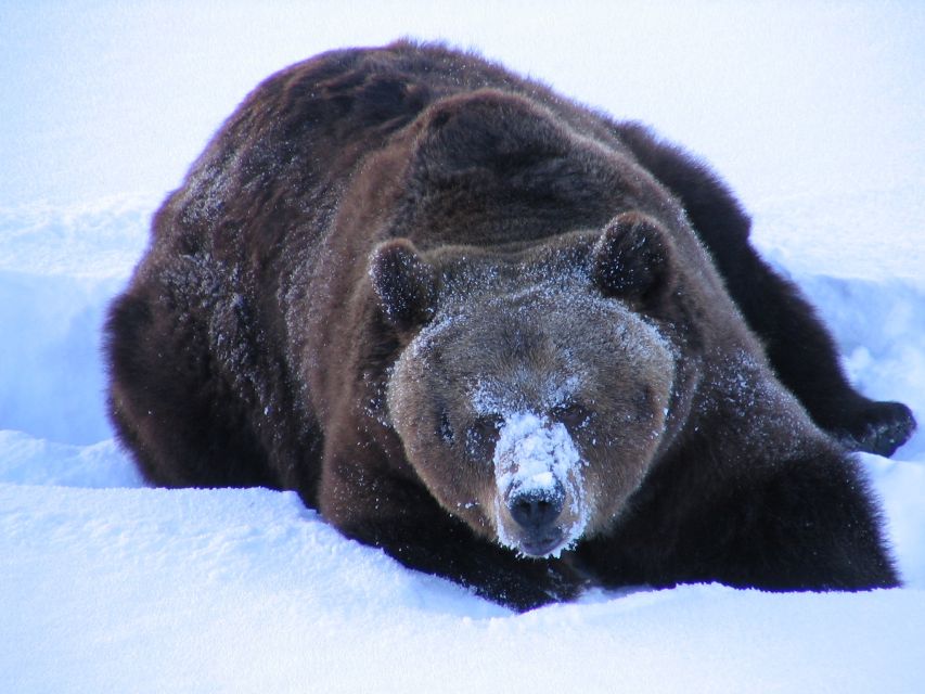 Ranua Wildlife Park Guided Tour from Rovaniemi - Coffee and Fazer sweets after the animals