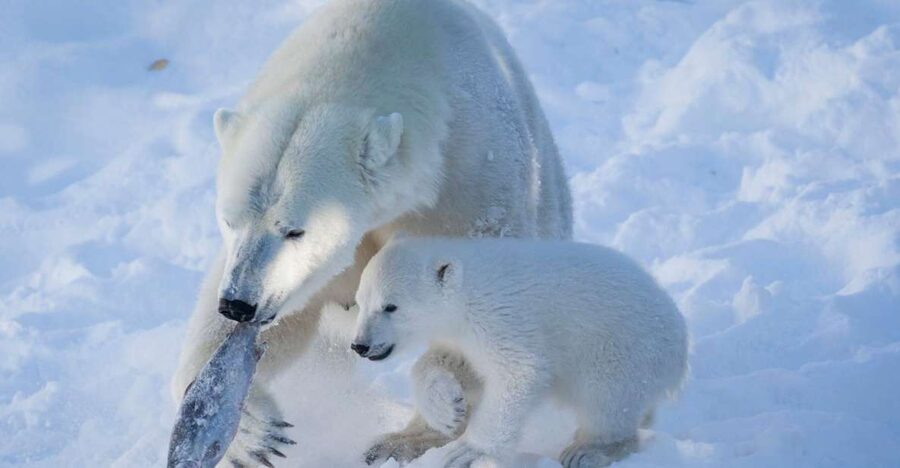 Ranua Wildlife Park Guided Tour from Rovaniemi - What the $165 price includes