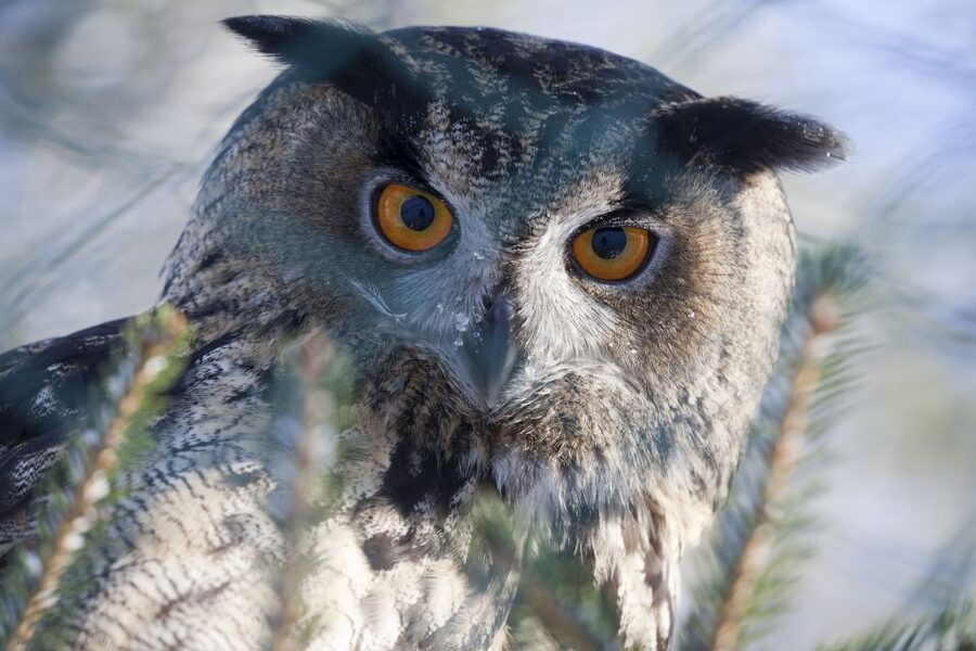 Ranua Wildlife Park Guided Tour from Rovaniemi - The ride from Rovaniemi to the Arctic forest