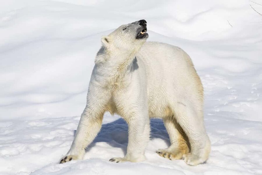 Ranua Wildlife zoo tour with lunch buffet included - Five things worth knowing before you book