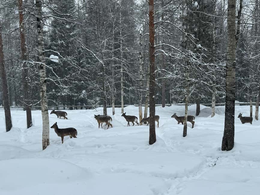 Ranua Wildlife zoo tour with lunch buffet included - The Northern Lights note needs careful reading