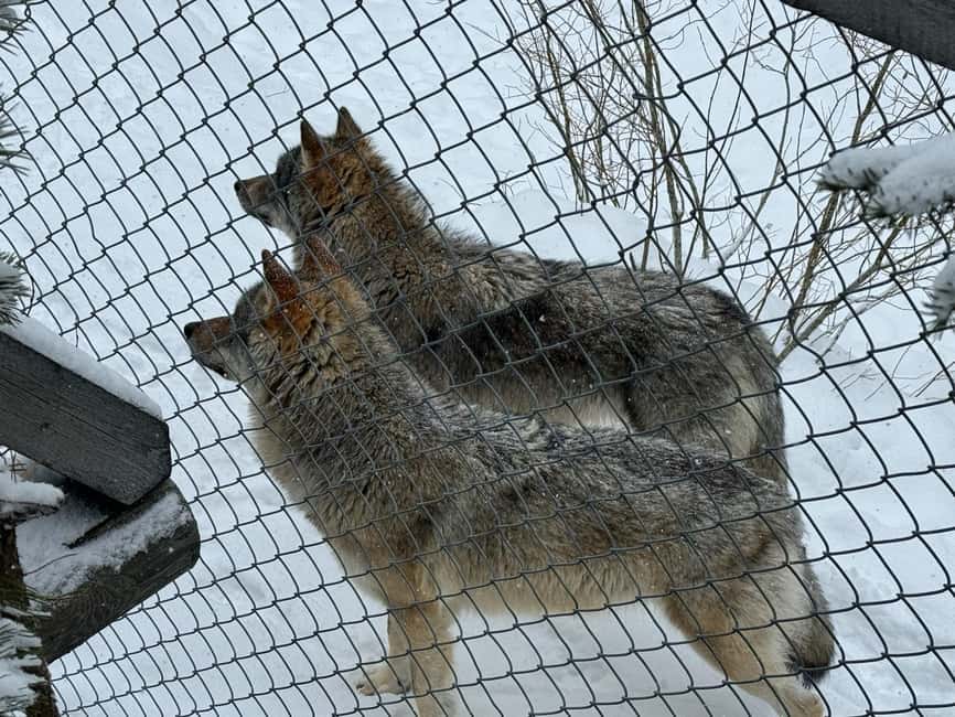 Ranua Wildlife zoo tour with lunch buffet included - My call: book it for Arctic wildlife, not aurora chasing