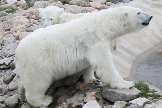 Ranua Zoo Family Tour from Rovaniemi - Who should book this Ranua tour?
