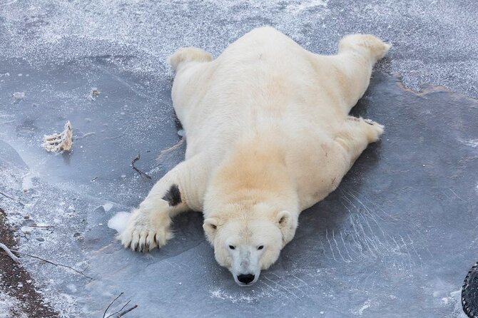 Ranua Zoo Family Tour from Rovaniemi - The one-hour ride from Rovaniemi