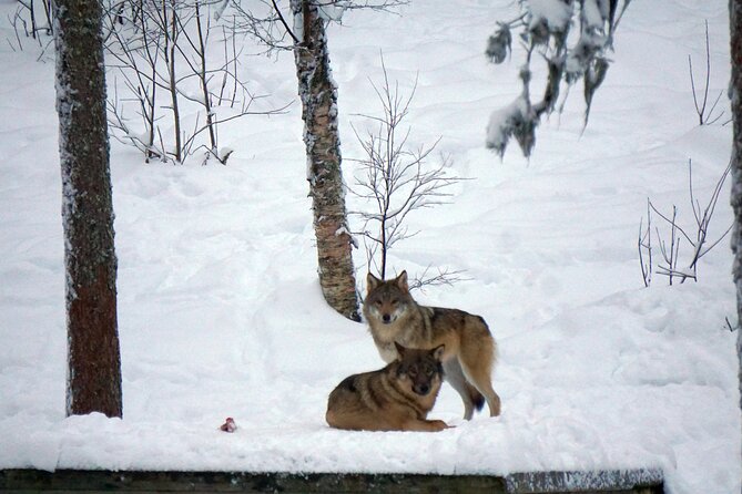 Ranua Zoo- Guided day tour from Rovaniemi - Key points to know before booking