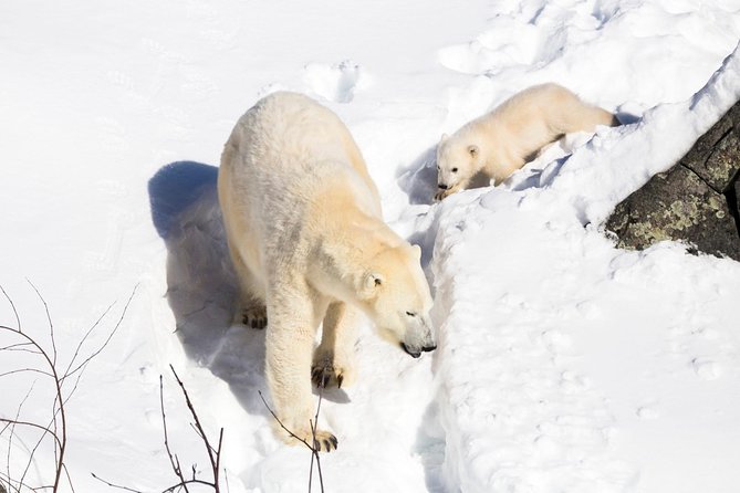 Ranua Zoo tour, optional lunch - Three hours at the zoo, including shopping time