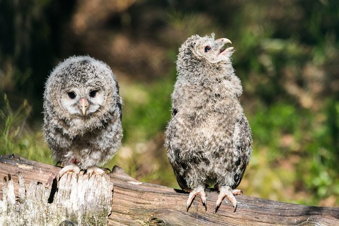 Ranua Zoo tour, optional lunch - Is $173.75 a fair price?