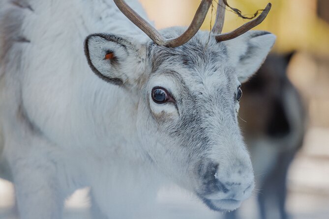 Reindeer Experience with Sledge Ride - Getting dressed for Lapland weather