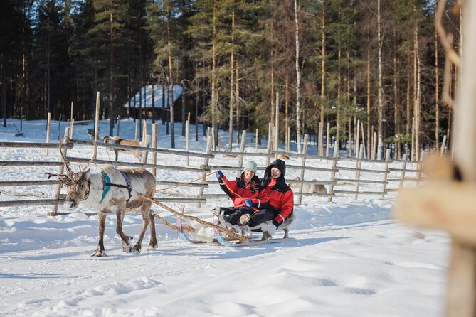 Reindeer Experience with Sledge Ride - The 500-meter sleigh ride