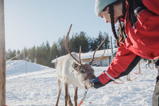 Reindeer Experience with Sledge Ride - Where the experience falls short