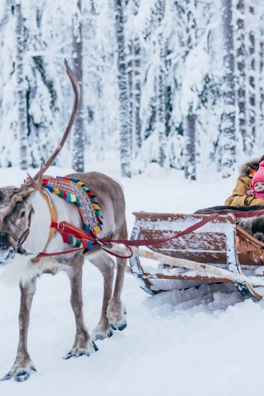 Reindeer Farm Visit with Sleigh Ride - Key points to know before booking