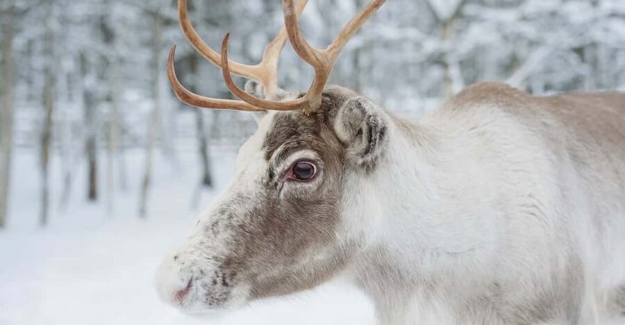 Reindeer Farm Visit with Sleigh Ride - The short reindeer sleigh ride