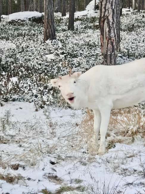 Reindeer feeding in Inari - Key points to know before booking
