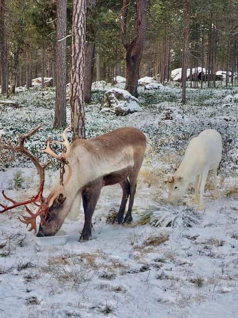 Reindeer feeding in Inari - A short ride from Inari village