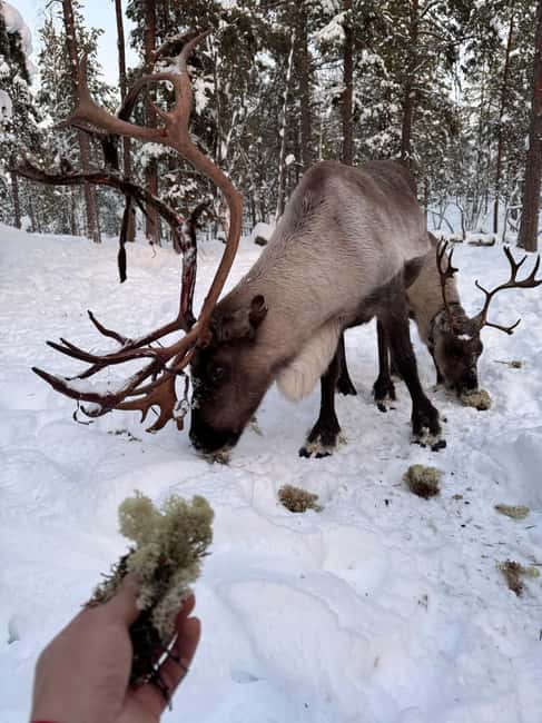 Reindeer feeding in Inari - Why the Sami homeyard matters
