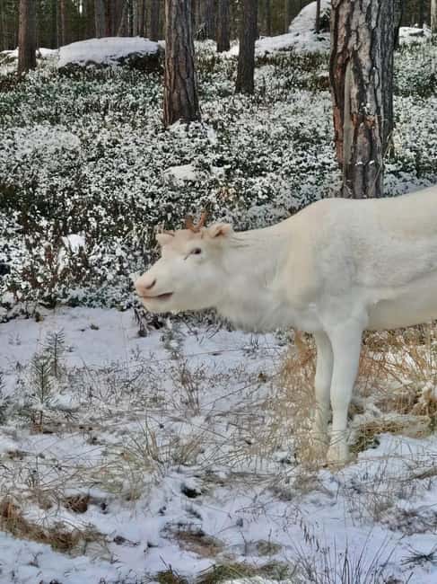 Reindeer feeding in Inari - Meeting reindeer at the local ranch