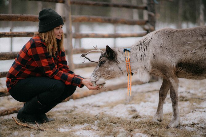 Reindeer Husbandry with Snowmobile Sleigh Ride and Cabin Lunch - Key points to know before booking