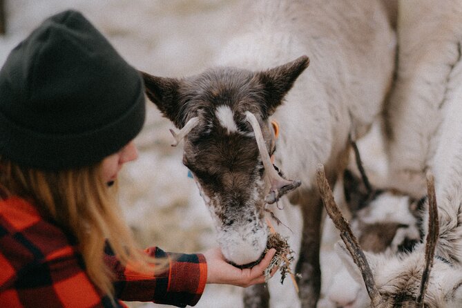Reindeer Husbandry with Snowmobile Sleigh Ride and Cabin Lunch - Meeting the reindeer at the farm