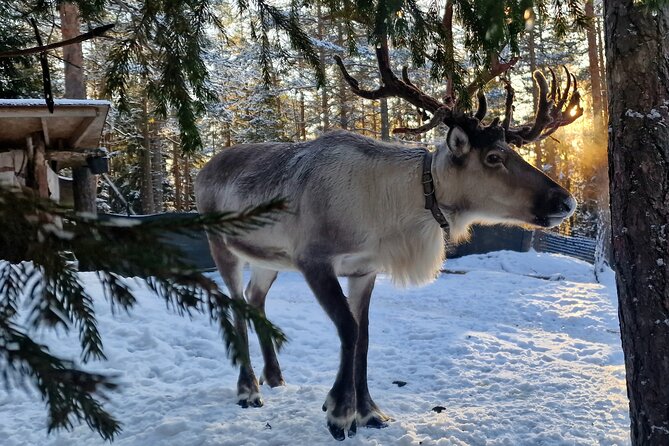 Reindeer Park Adventure - Key points to know before booking