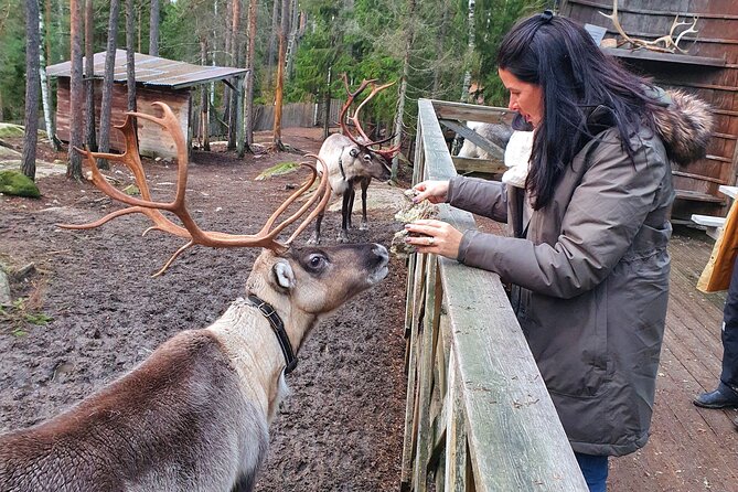 Reindeer Park Adventure - What happens at the reindeer park