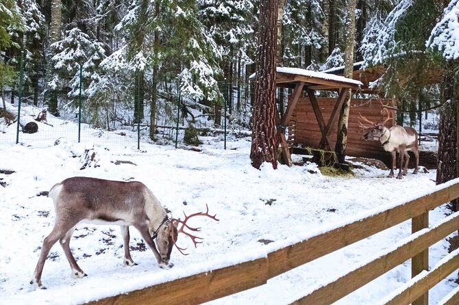Reindeer Park & Horse Stables Safari - What this Helsinki outing is really about